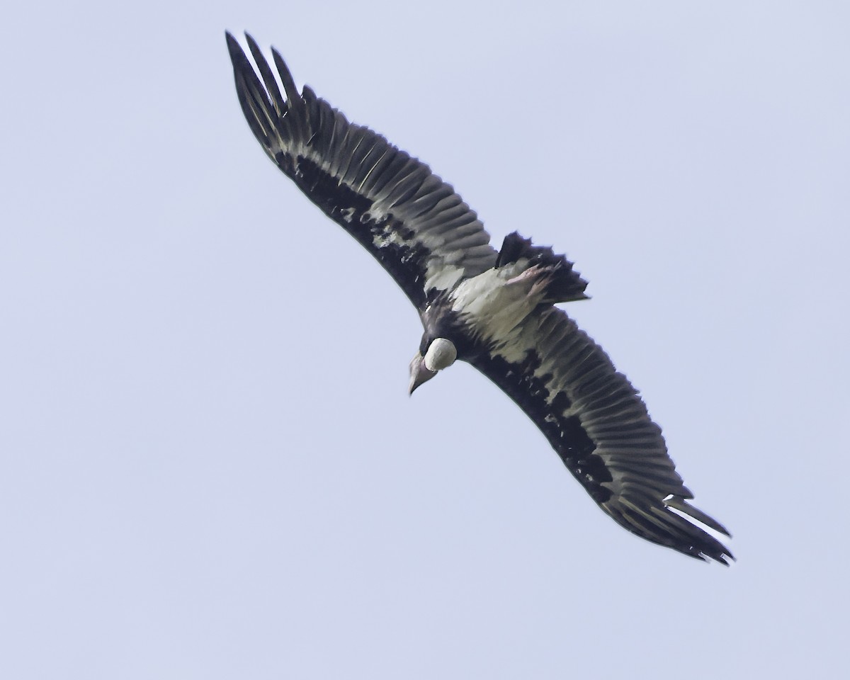White-headed Vulture - ML639120183