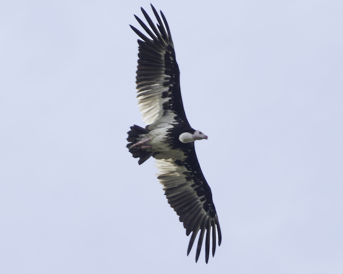White-headed Vulture - ML639120184