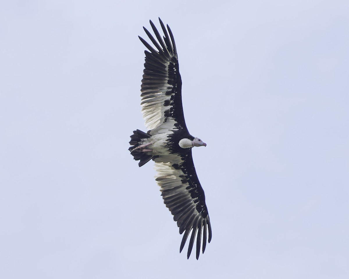 White-headed Vulture - ML639120185