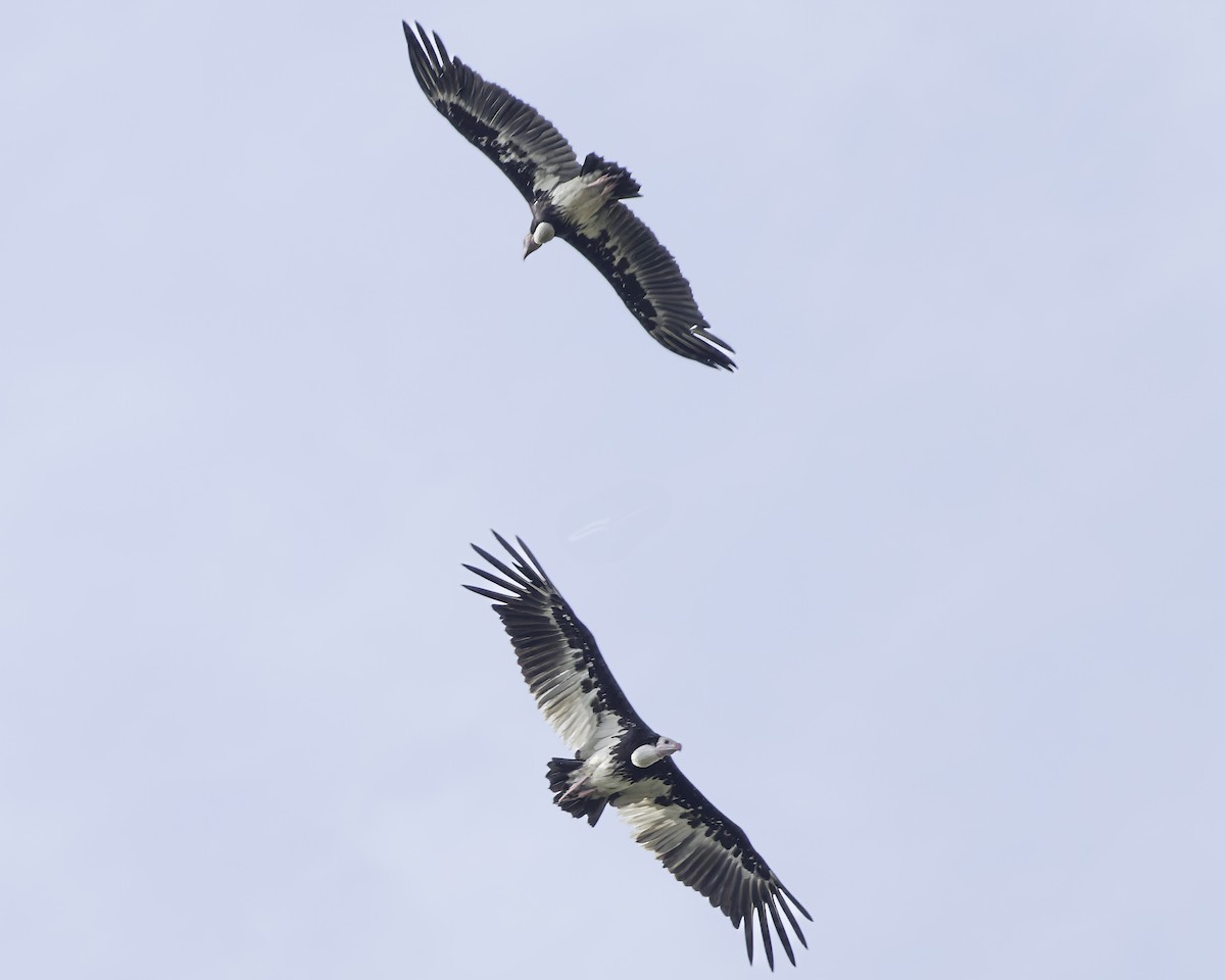 White-headed Vulture - ML639120186