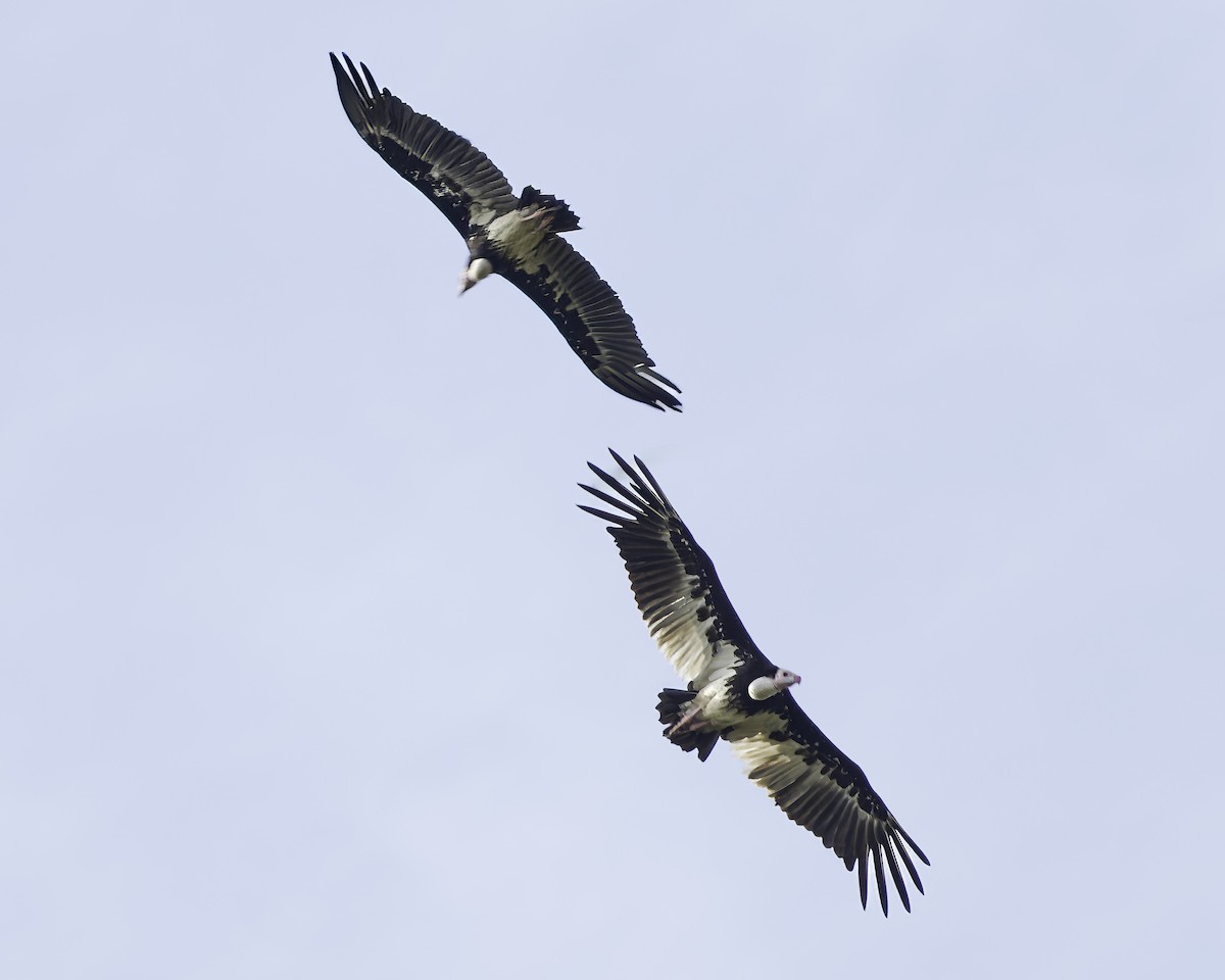 White-headed Vulture - ML639120187