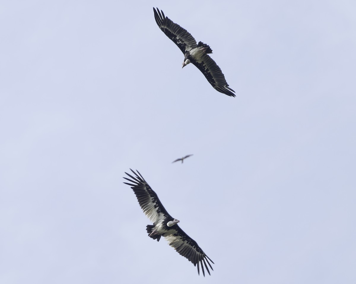 White-headed Vulture - ML639120188