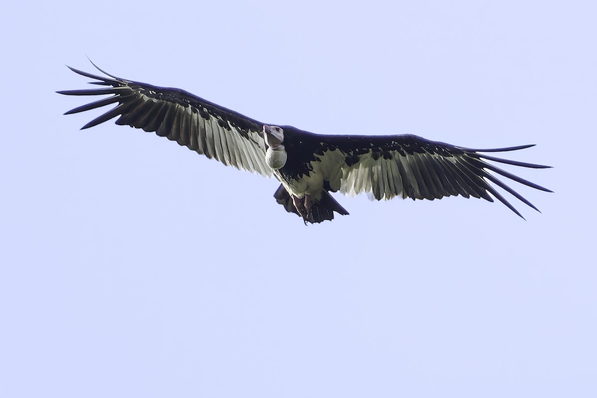 White-headed Vulture - ML639120189