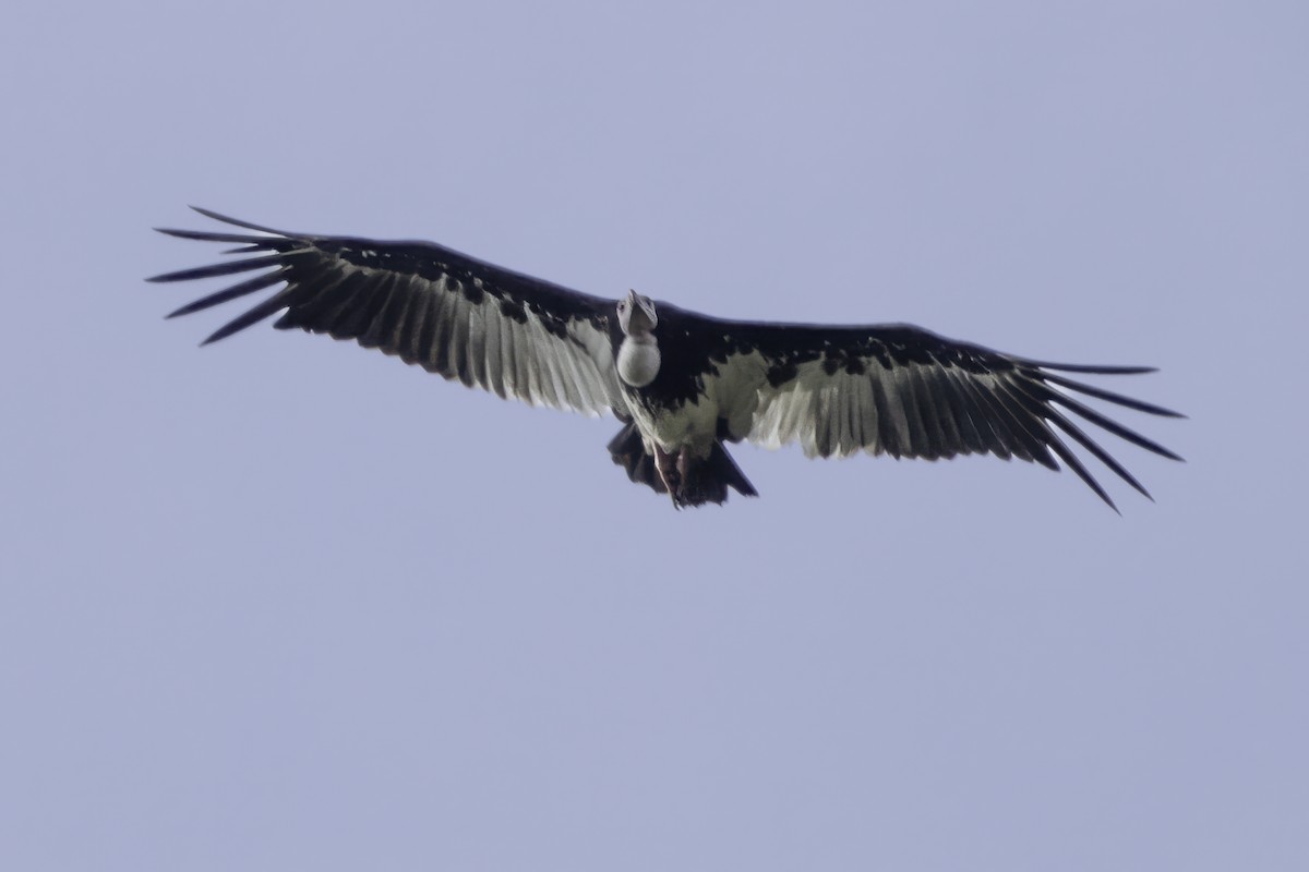 White-headed Vulture - ML639120190