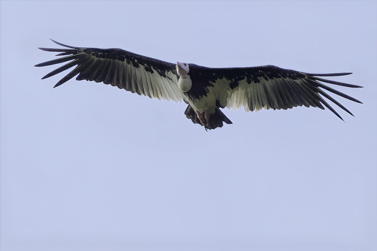 White-headed Vulture - ML639120191