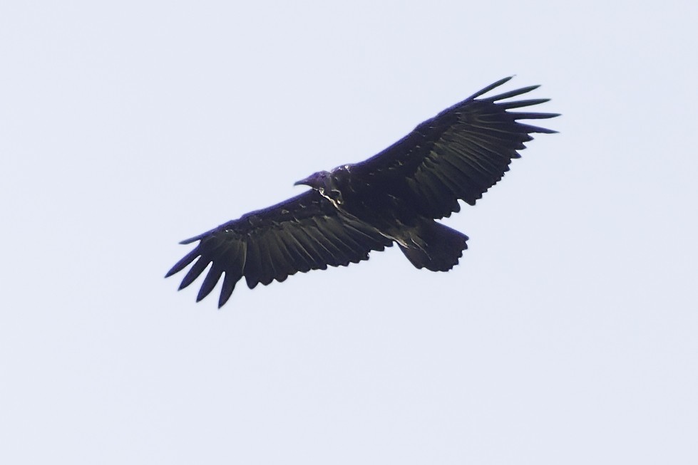 Hooded Vulture - ML639120198