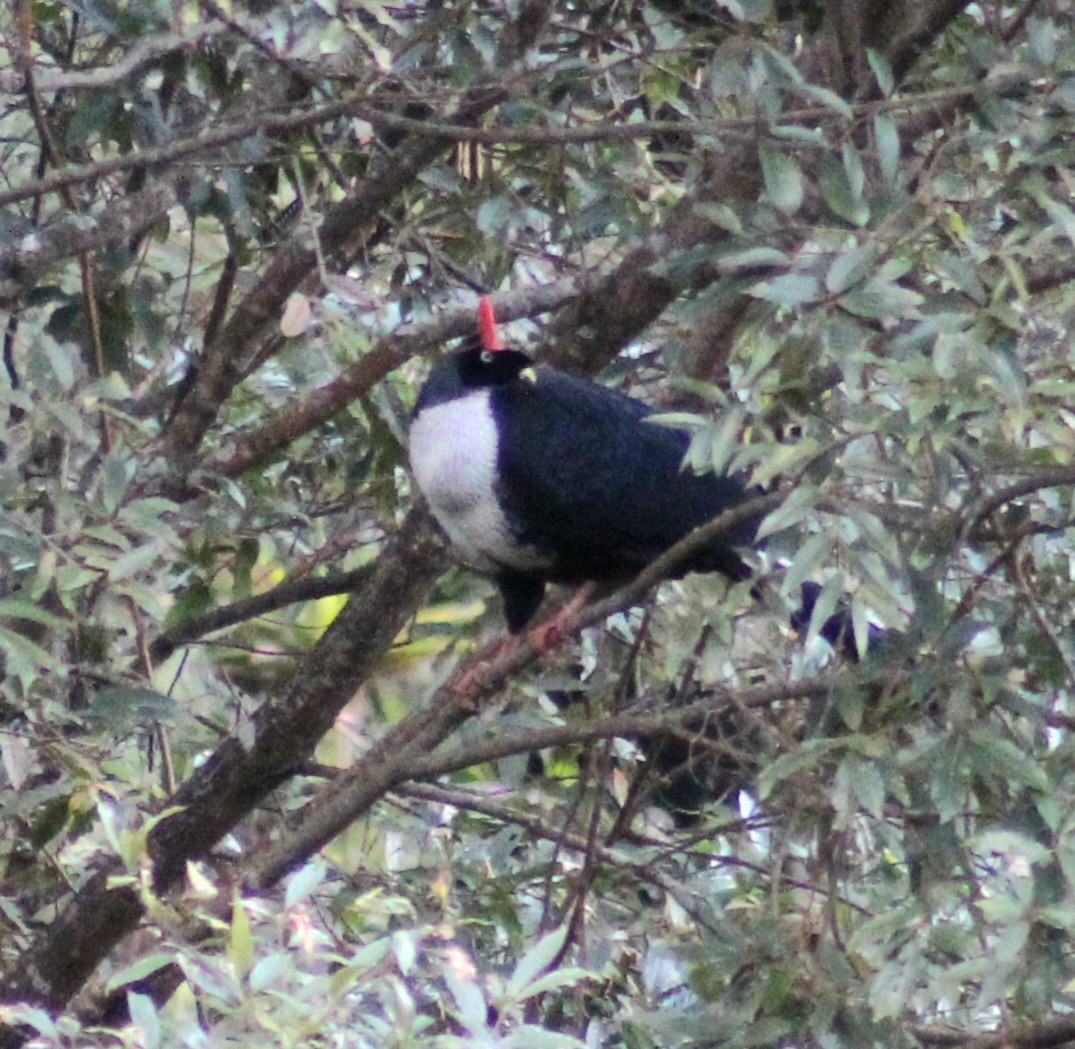Pavón Cornudo - ML639120237