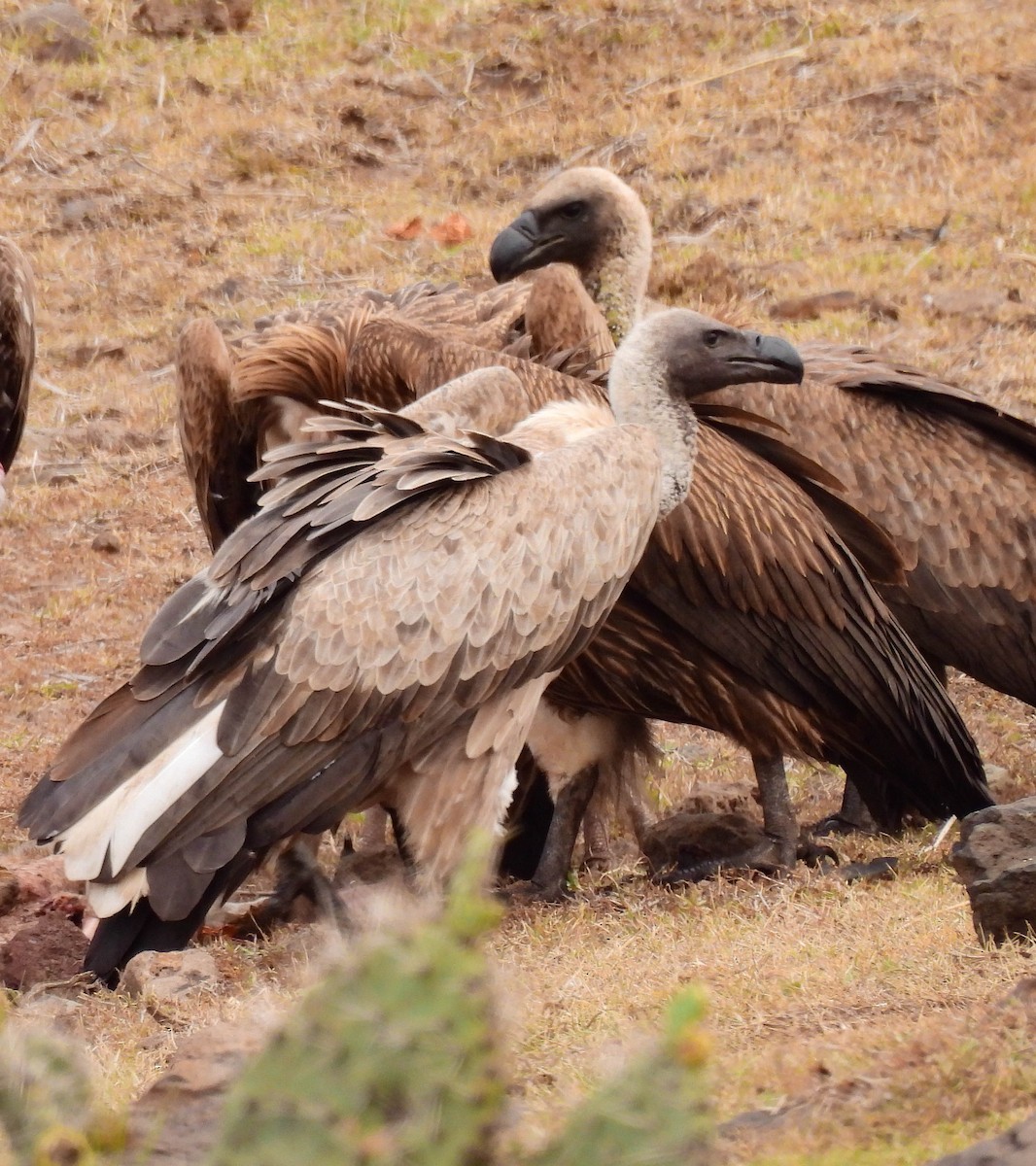 White-backed Vulture - ML639120239