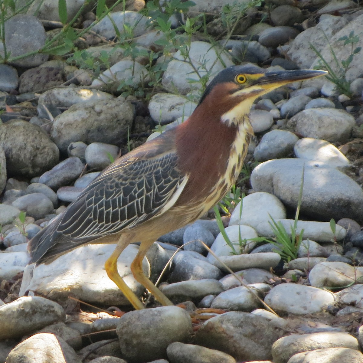 Green Heron - ML639120246