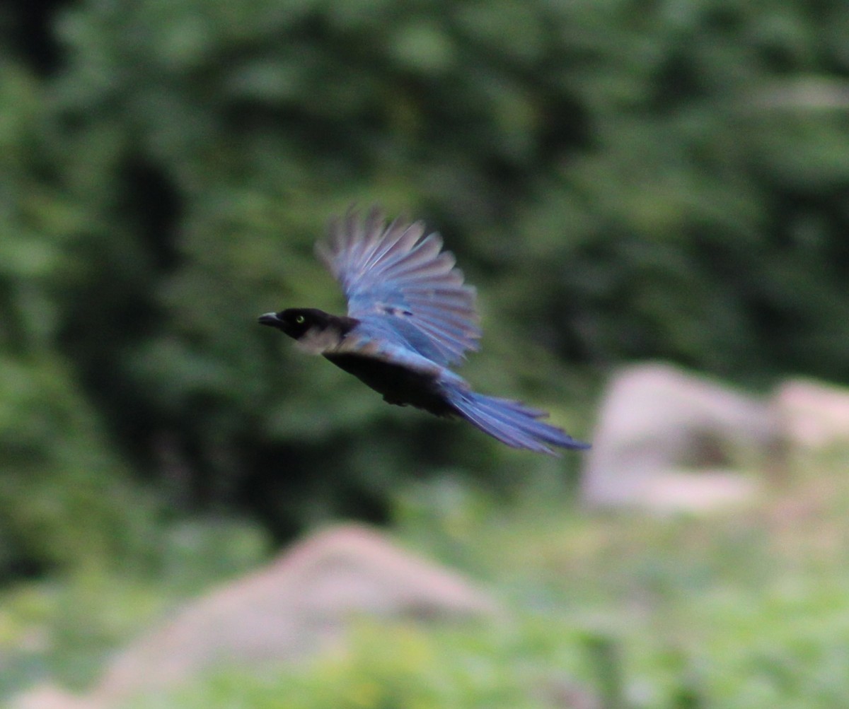 Bushy-crested Jay - ML639120283