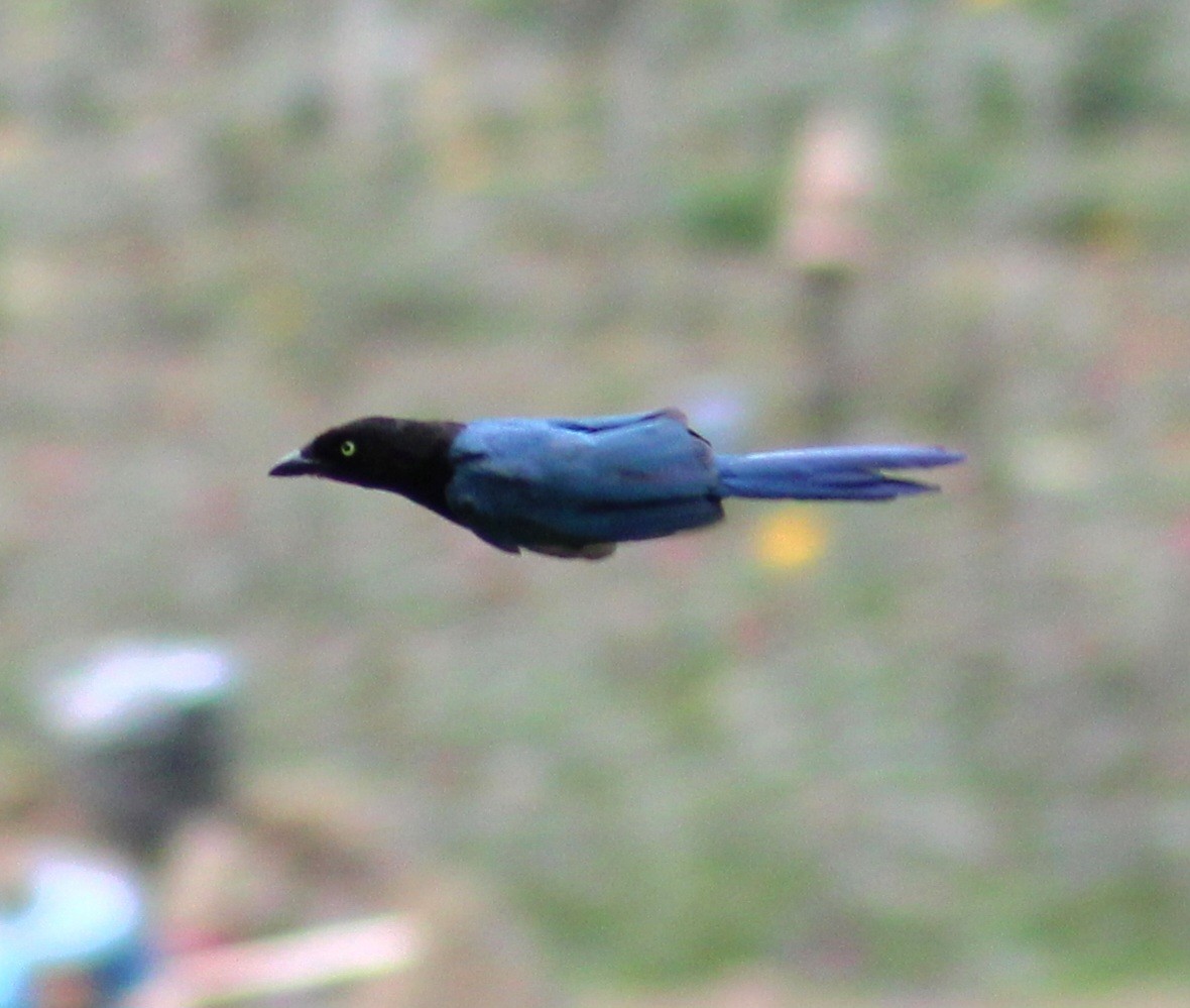 Bushy-crested Jay - ML639120284