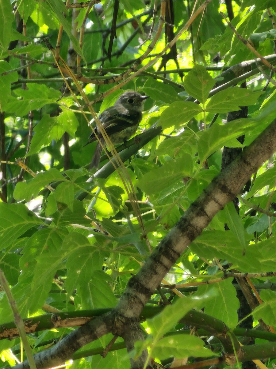 Dusky Flycatcher - ML639120453