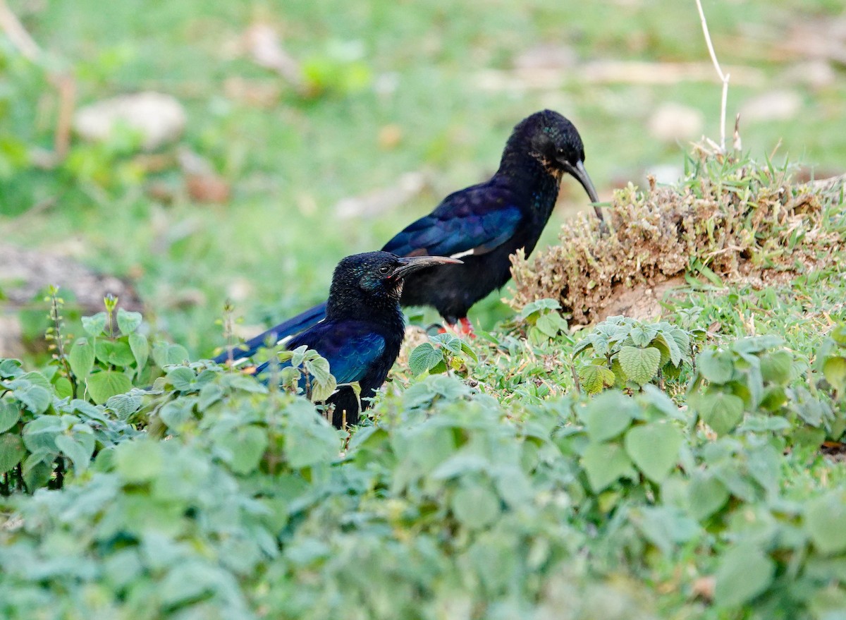 Black-billed Woodhoopoe - ML639120498
