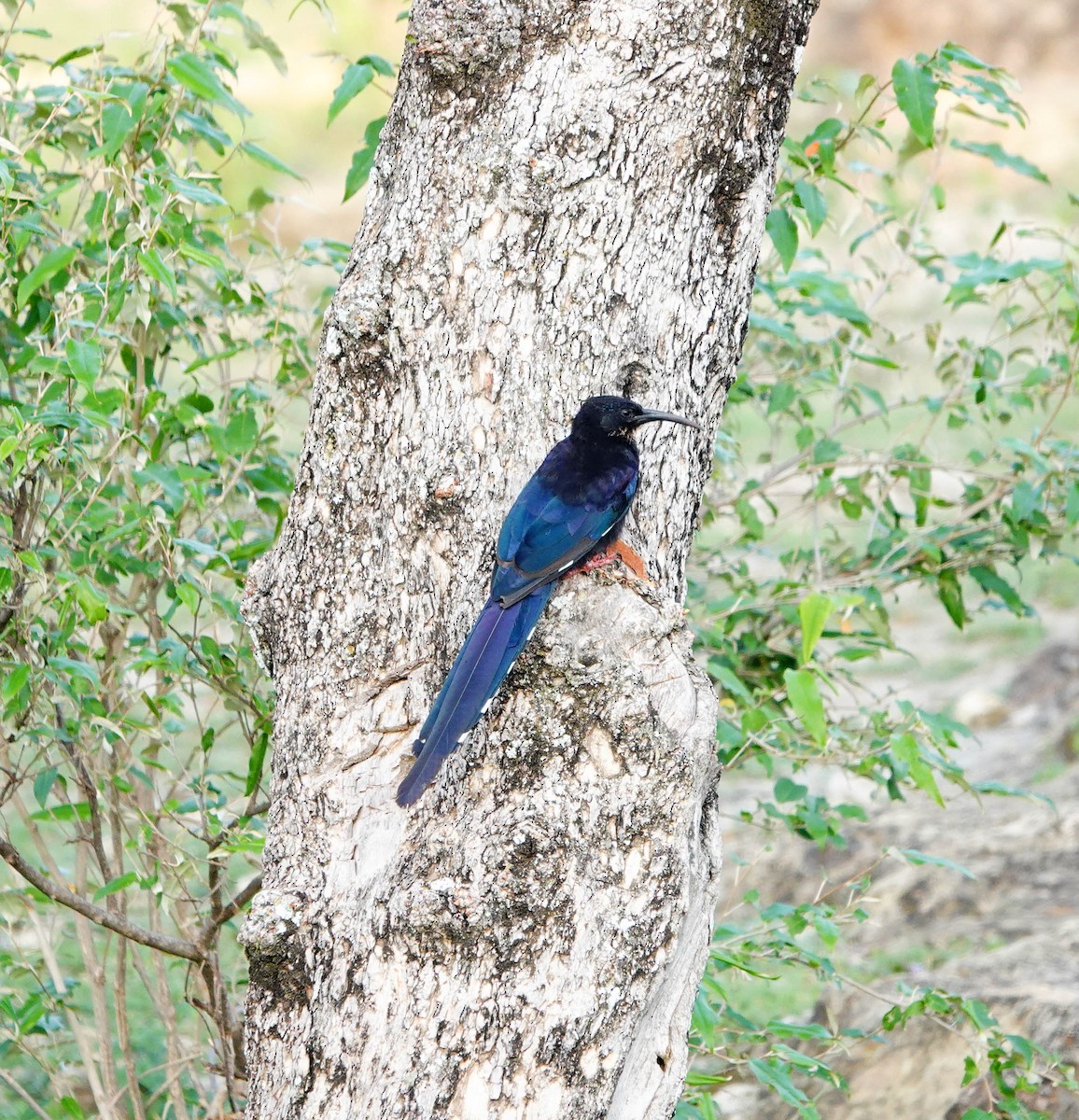 Black-billed Woodhoopoe - ML639120499