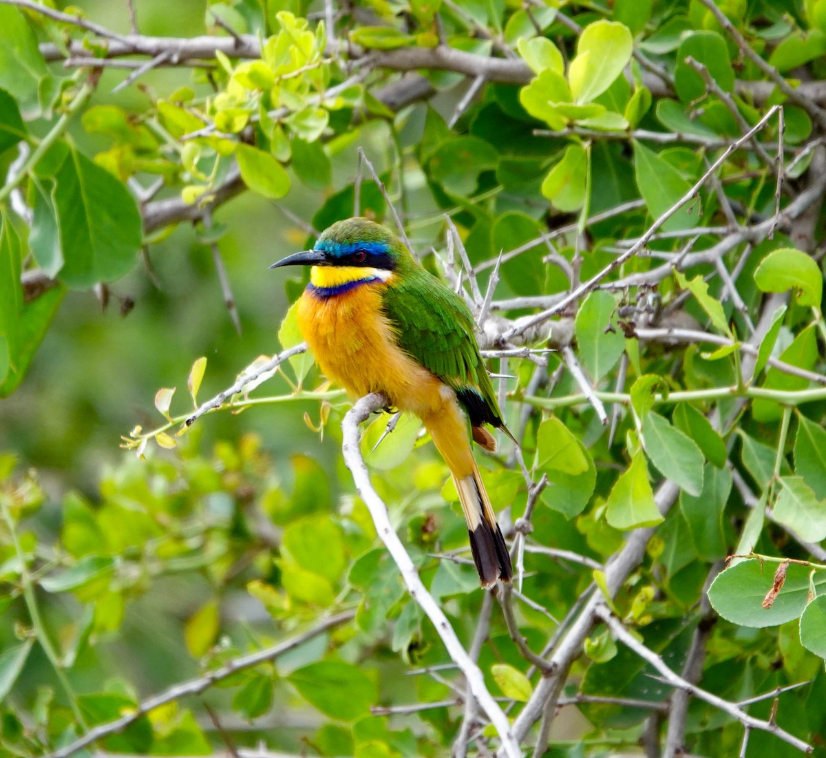 Ethiopian Bee-eater - ML639120506