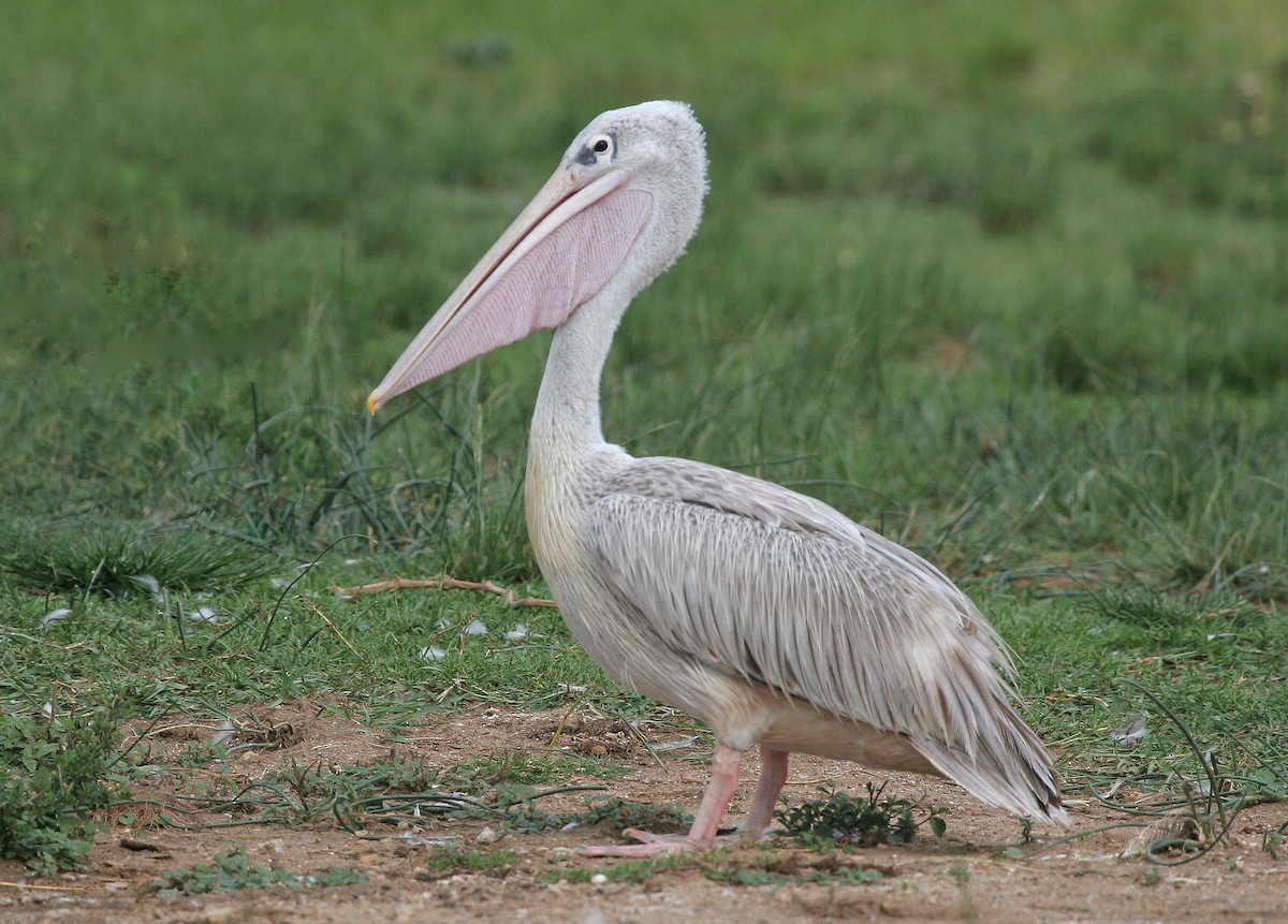 Pink-backed Pelican - ML639120554