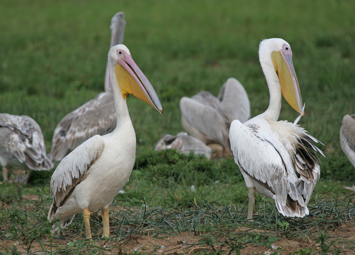 Great White Pelican - ML639120565