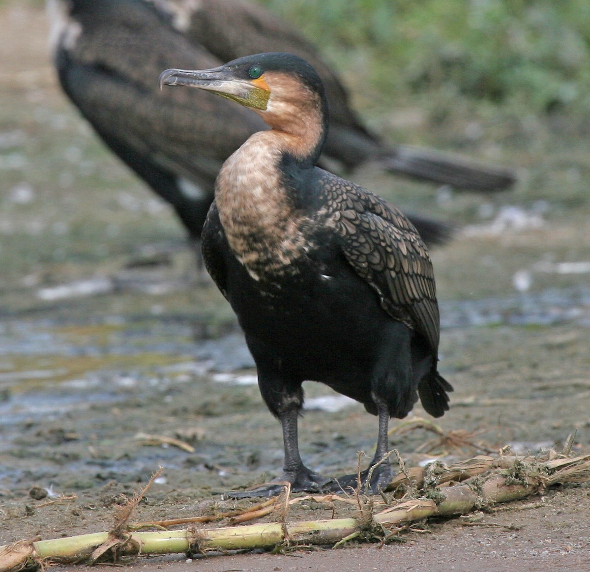 Great Cormorant - ML639120587