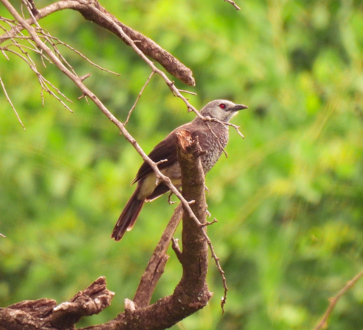 White-rumped Babbler - ML639120594