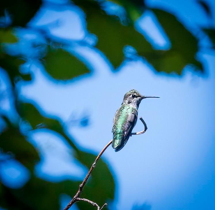 Colibri d'Anna - ML639120621