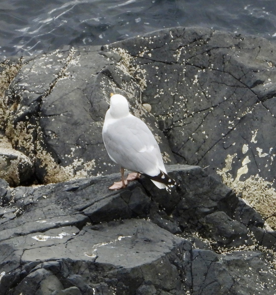 Goéland argenté - ML639120655