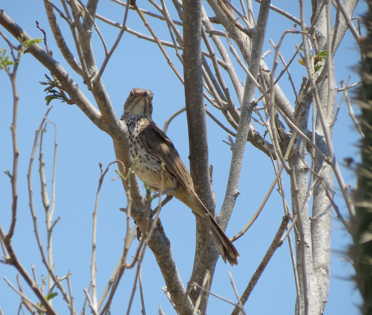 Gray Thrasher - ML639120678