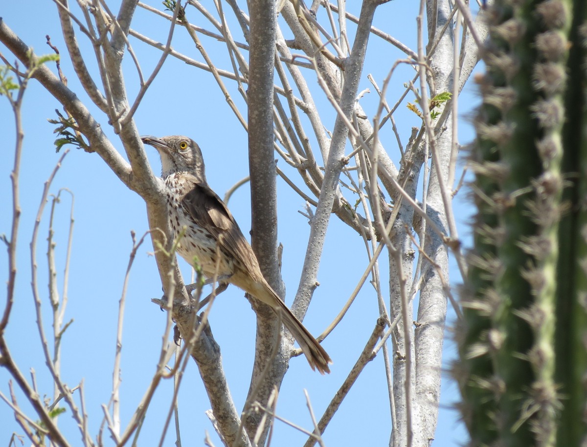 Gray Thrasher - ML639120679