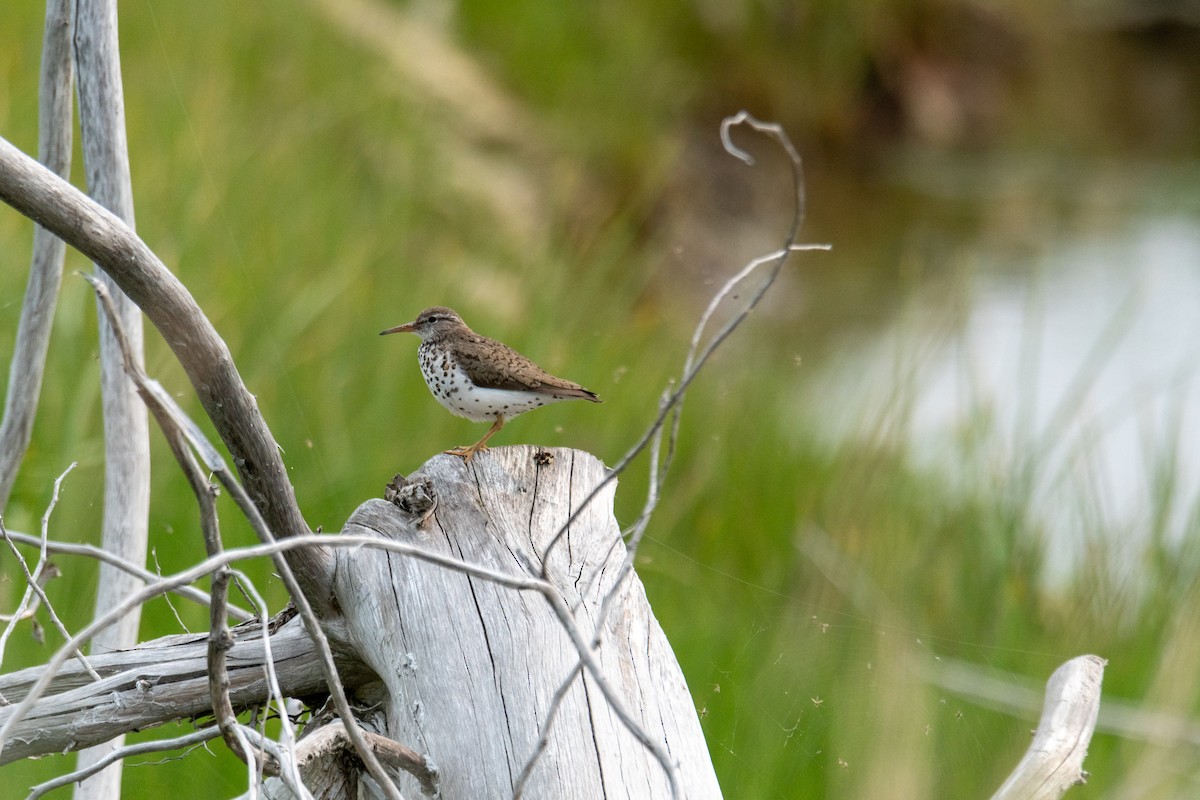 Spotted Sandpiper - ML639120764