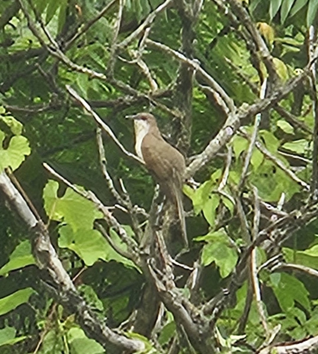 Kukutxo mokobeltza - ML639120810