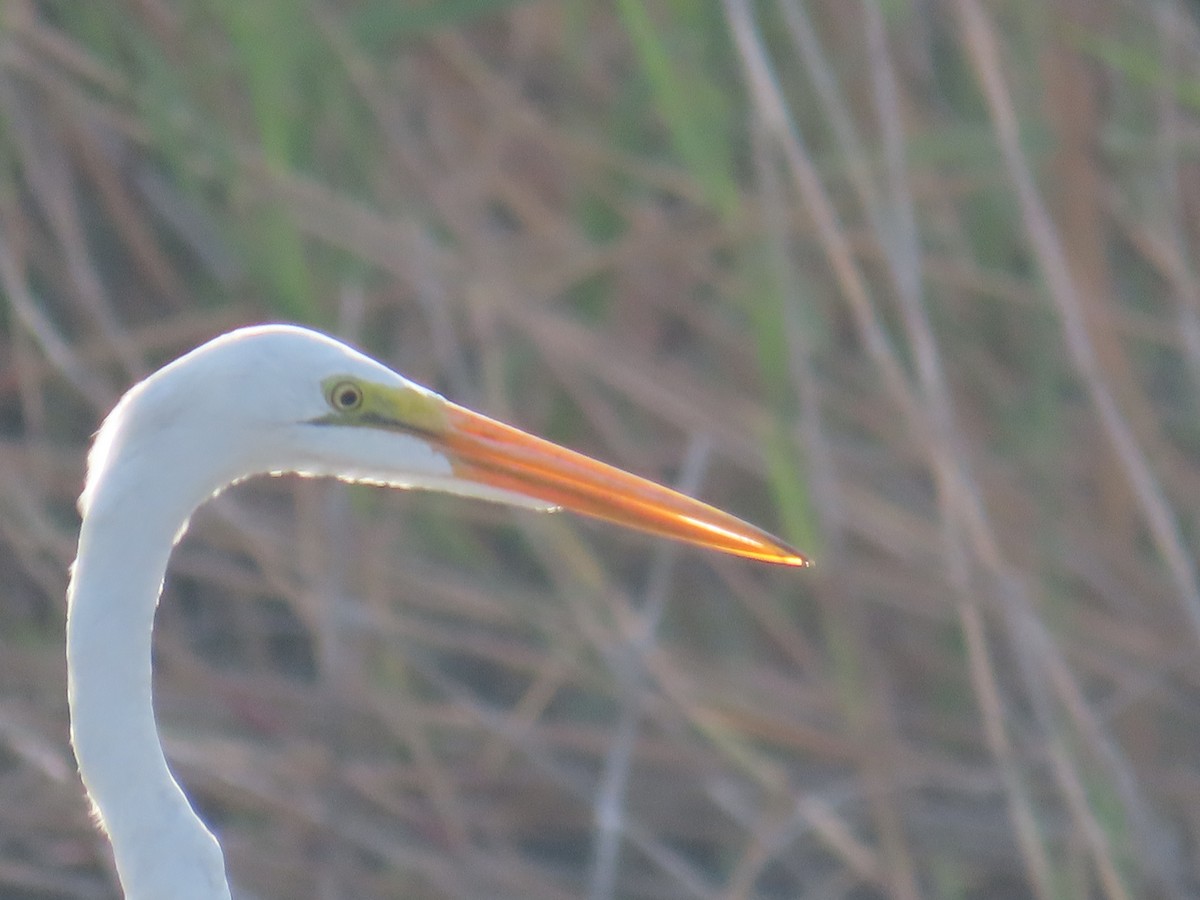 Great Egret - ML639120828
