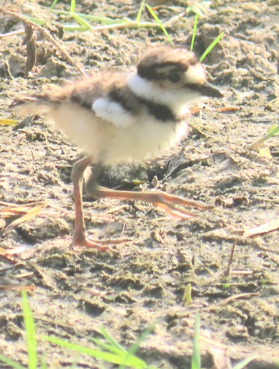 Killdeer - ML639120848