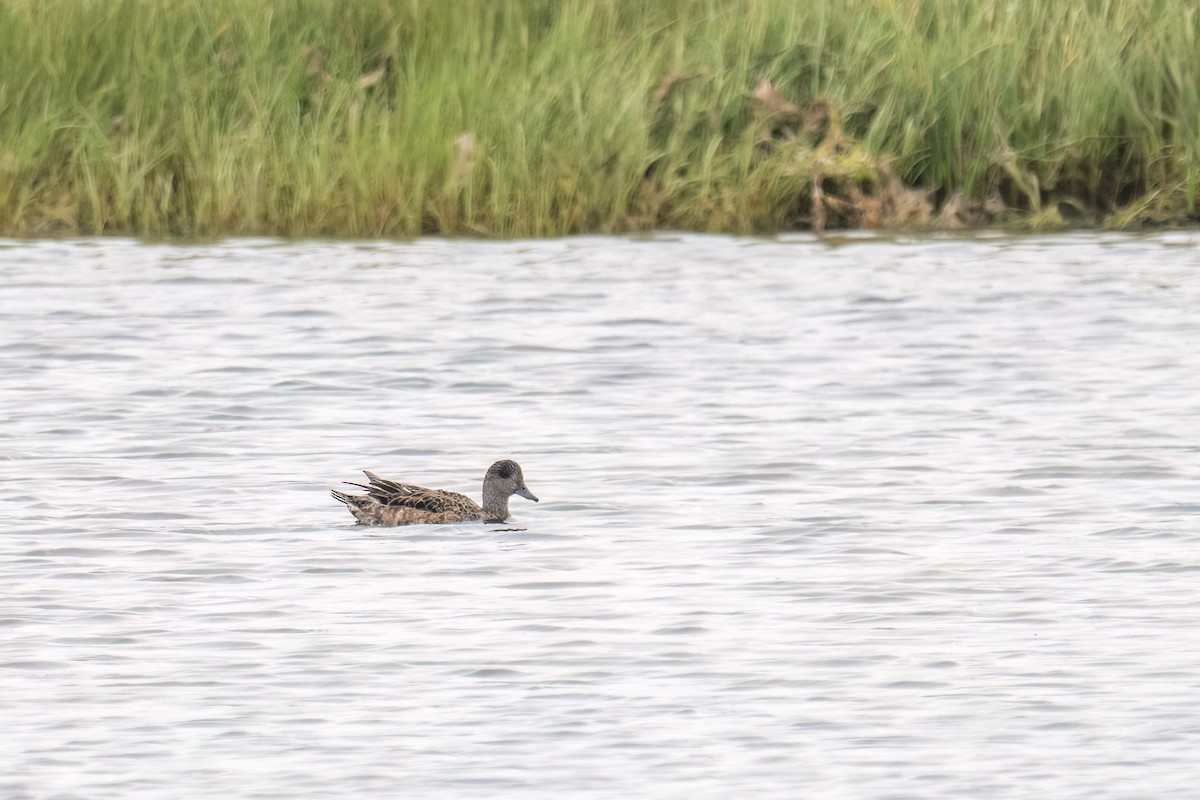 American Wigeon - ML639120864