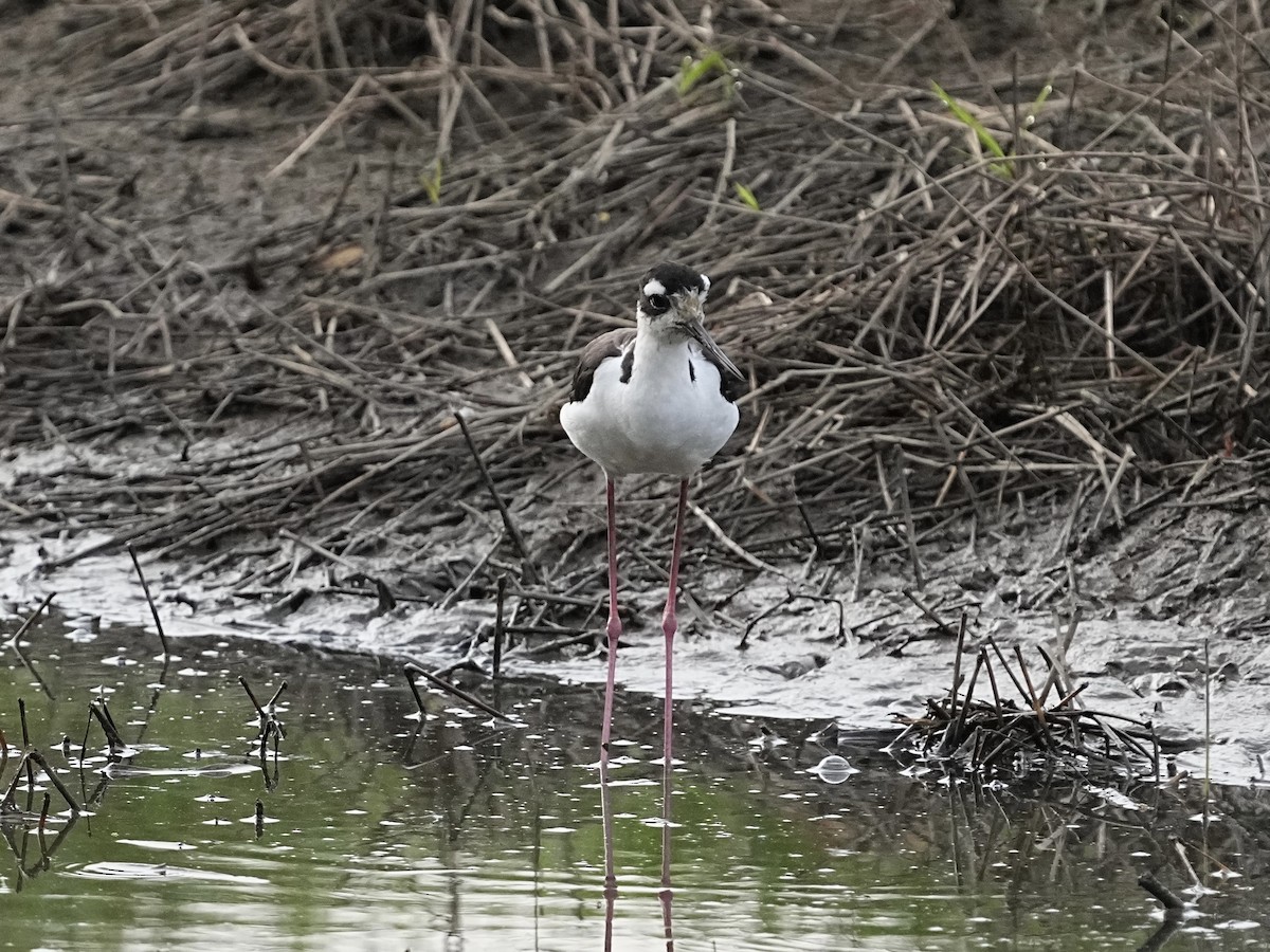 Black-necked Stilt - ML639120867