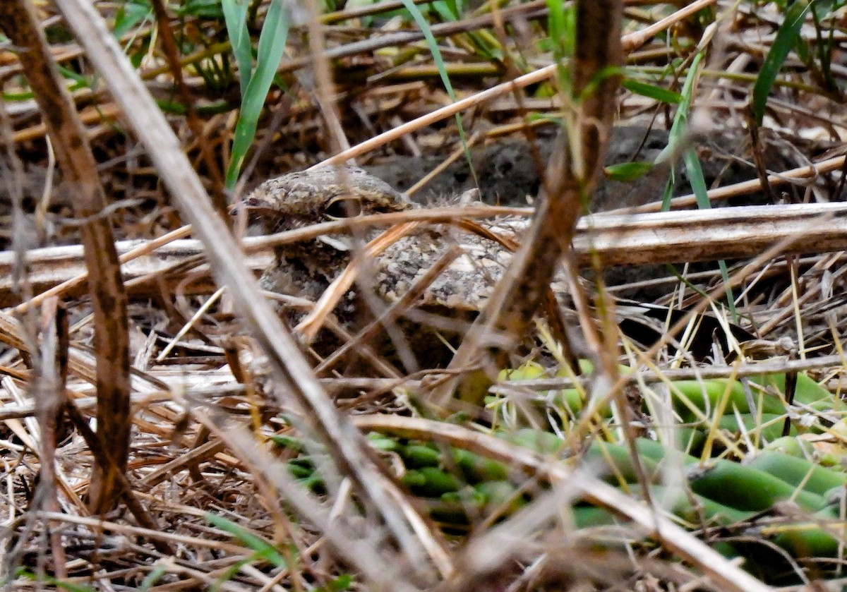 Slender-tailed Nightjar - ML639120906
