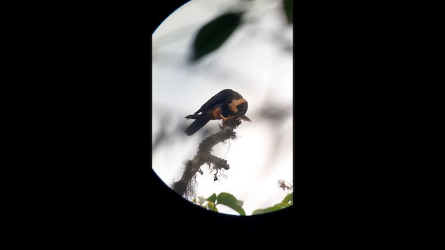 Bat Falcon - ML639120913