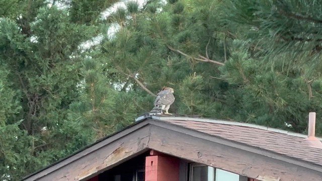Cooper's Hawk - ML639120914