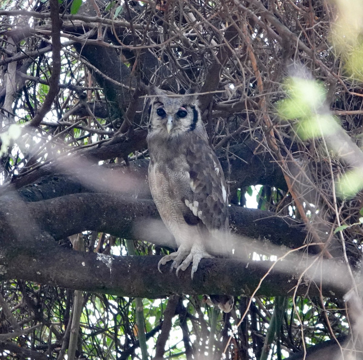 Verreaux's Eagle-Owl - ML639120915