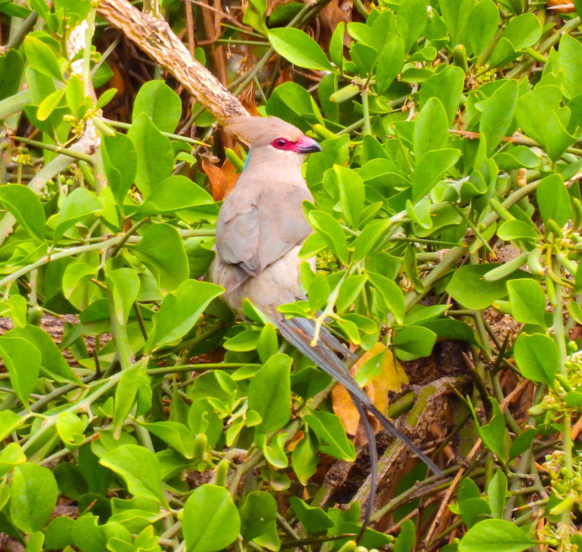 Blue-naped Mousebird - ML639120930