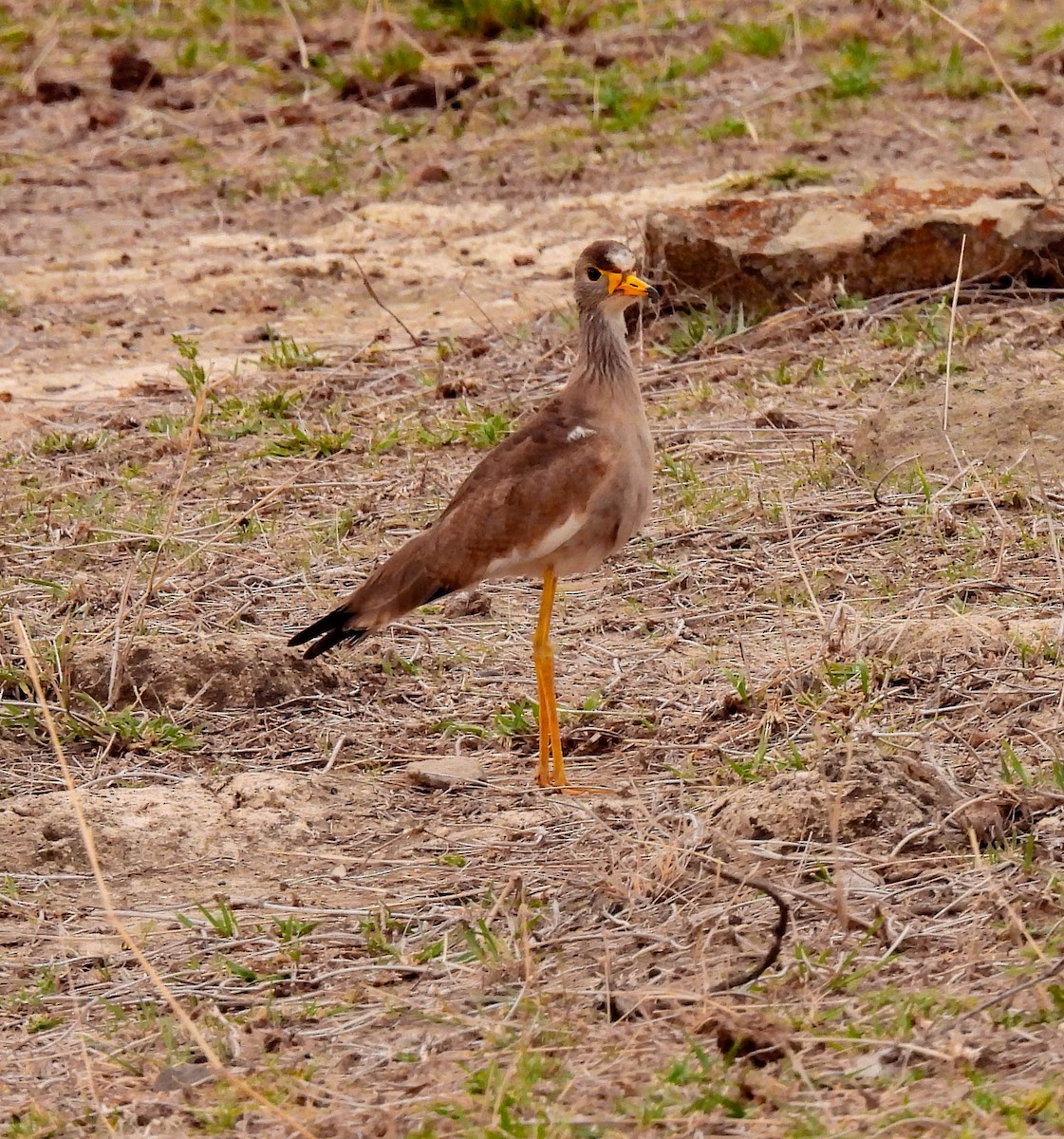 Wattled Lapwing - ML639120939