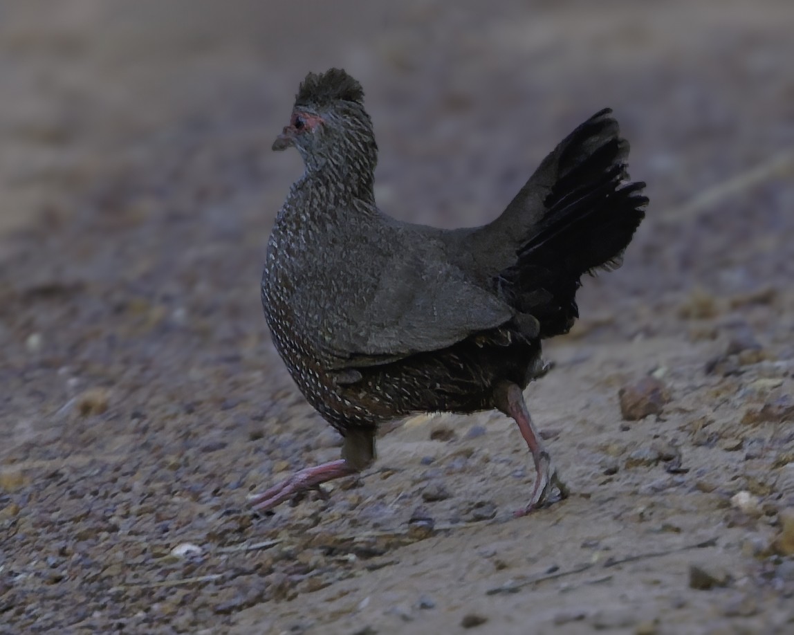 Stone Partridge - ML639120942