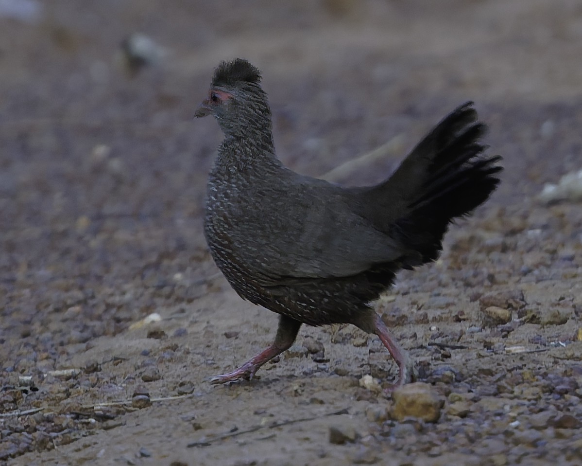 Stone Partridge - ML639120943