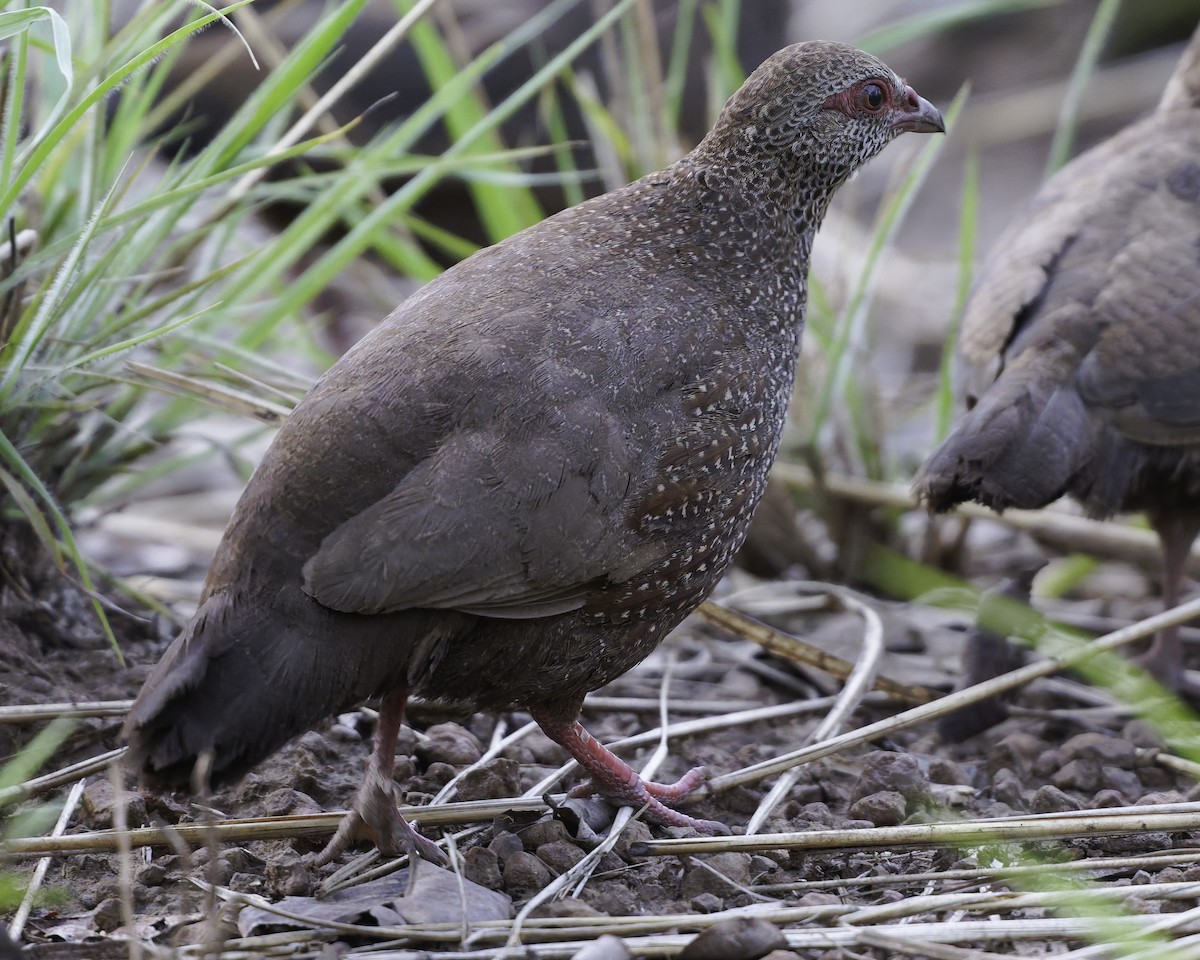Stone Partridge - ML639120944