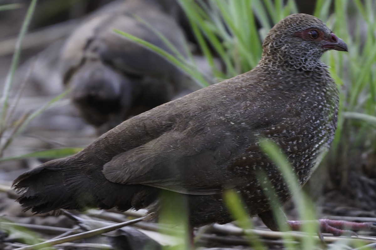 Stone Partridge - ML639120945