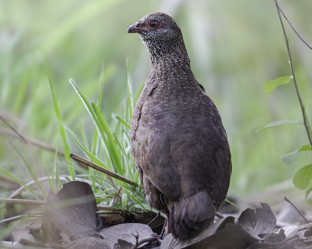 Stone Partridge - ML639120946