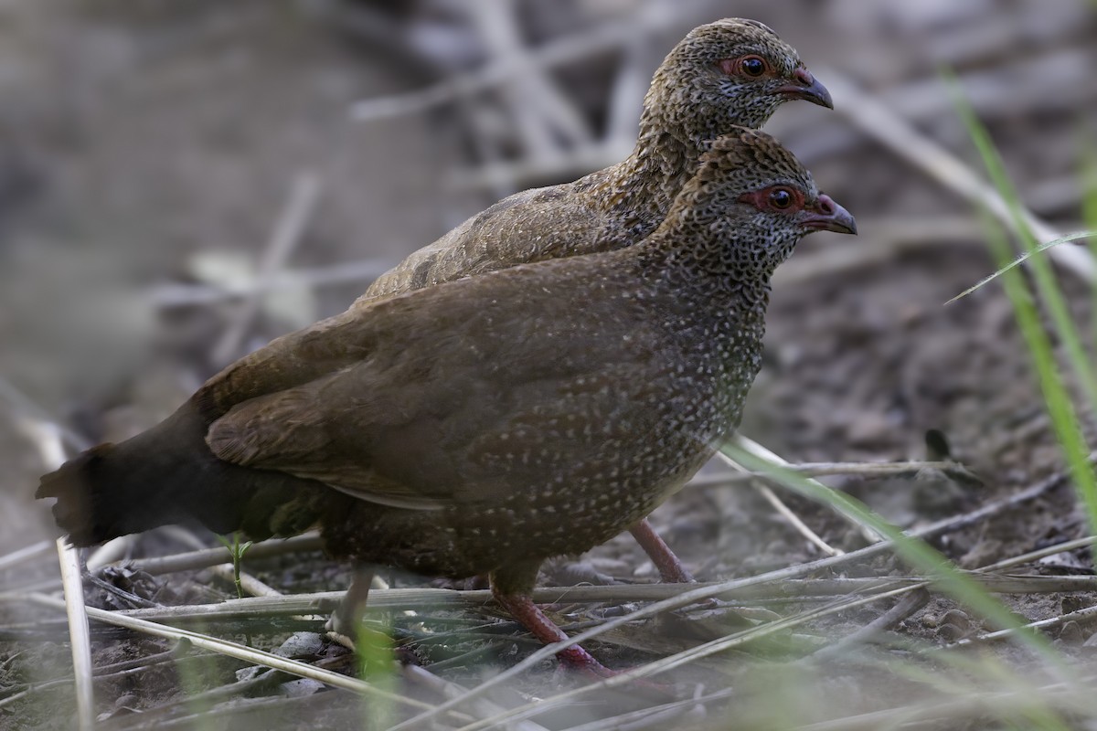 Stone Partridge - ML639120947