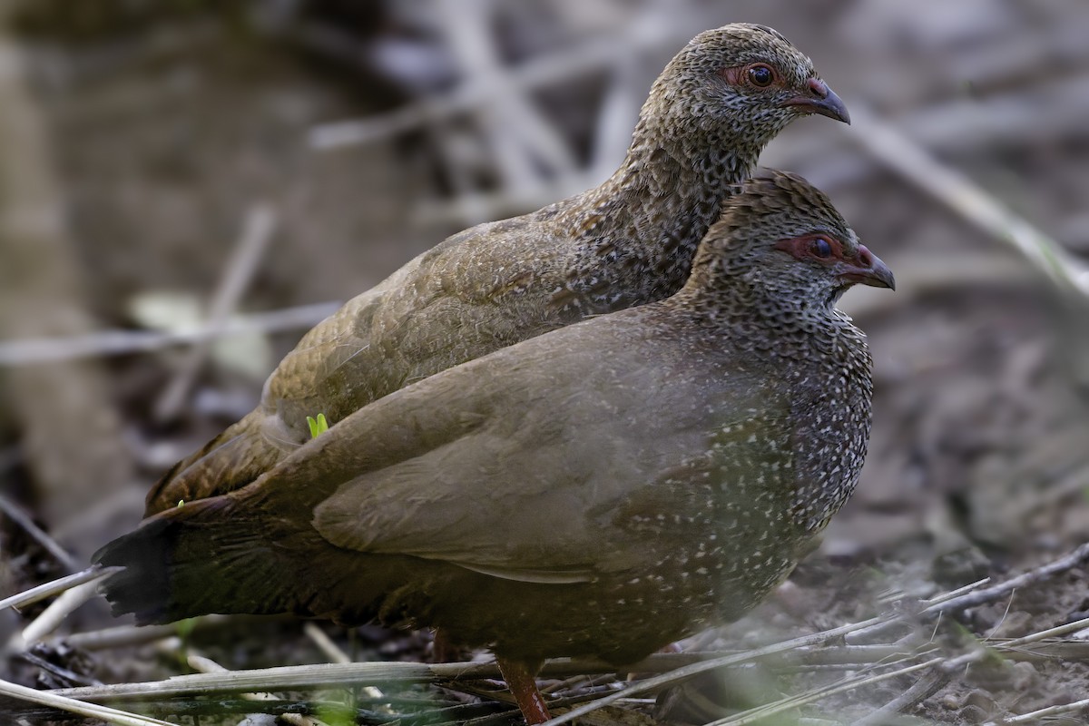 Stone Partridge - ML639120948
