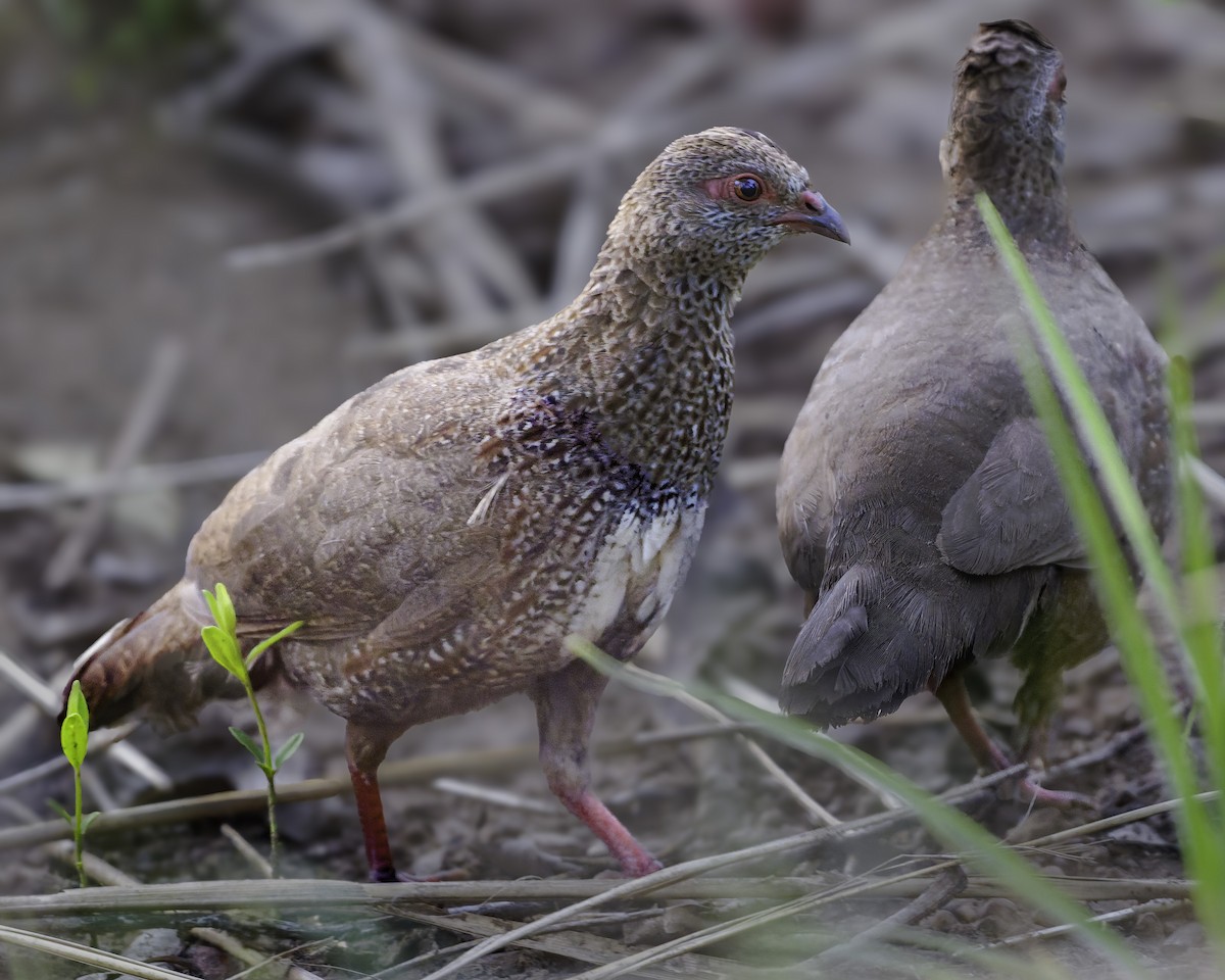 Stone Partridge - ML639120949
