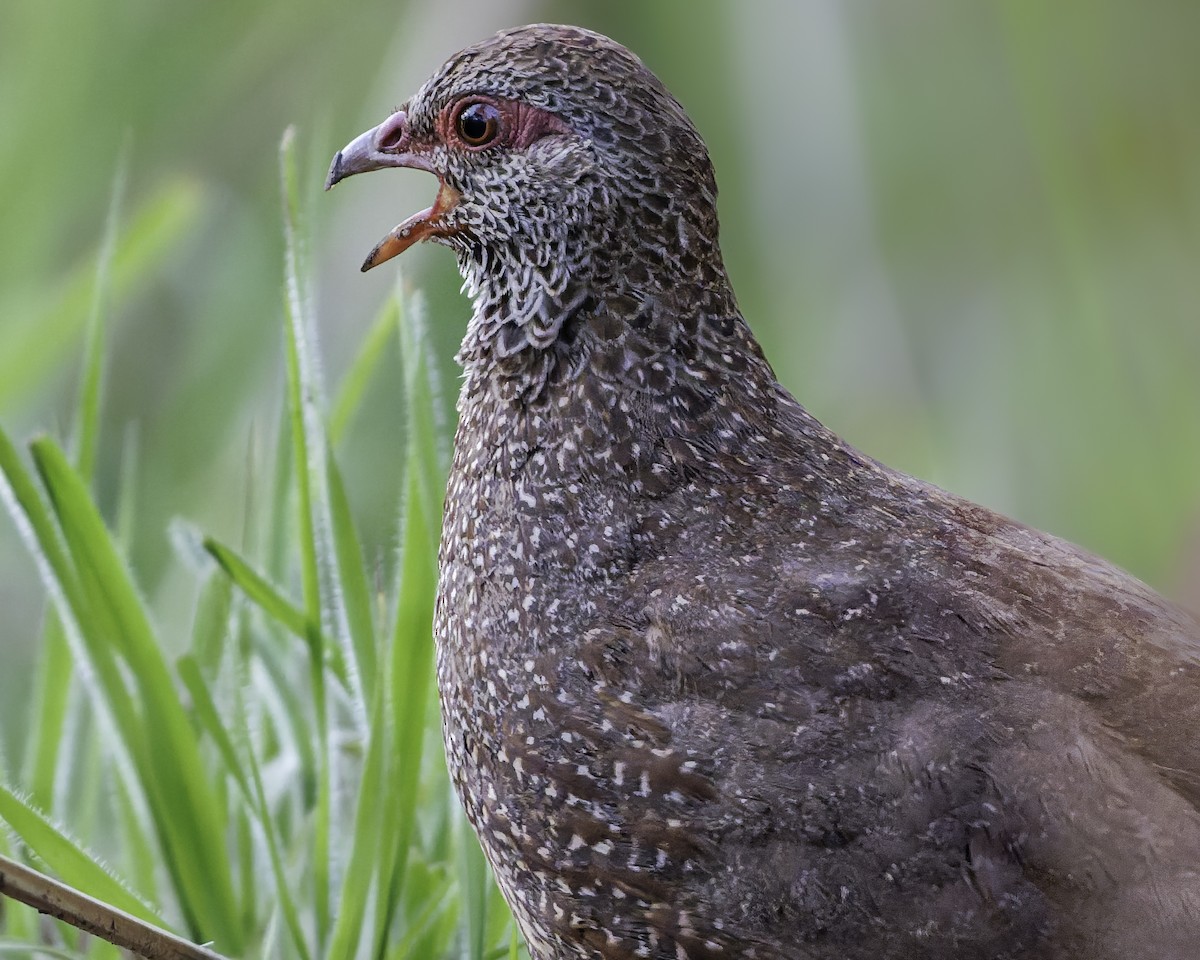 Stone Partridge - ML639120950