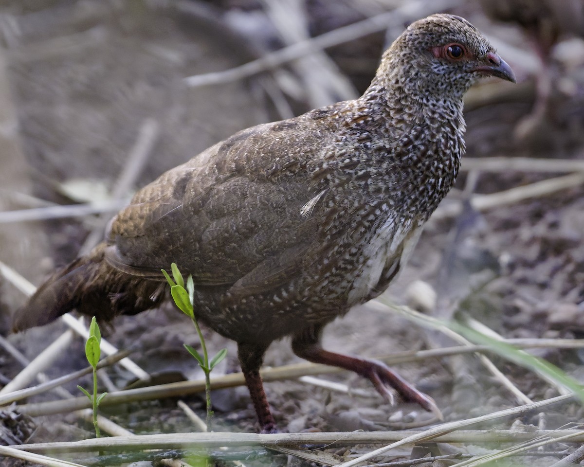 Stone Partridge - ML639120951