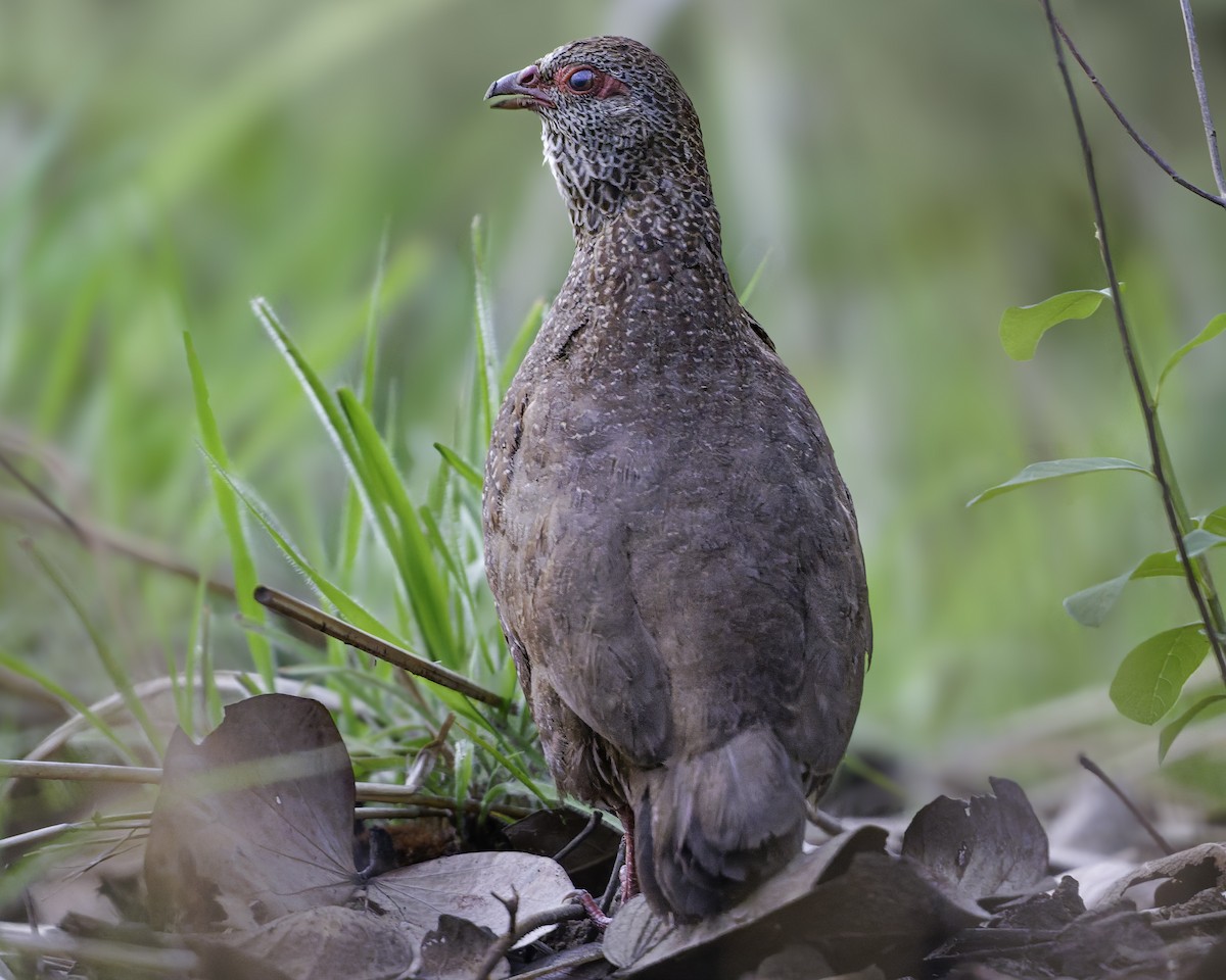 Stone Partridge - ML639120952